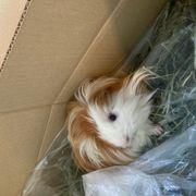 40過ぎて株デビューさんのアイコン