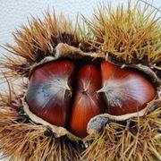 はっぴいさんのアイコン