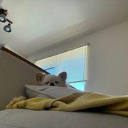 めんたいぷらんすさんのアイコン