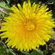 たんぽぽさんのアイコン