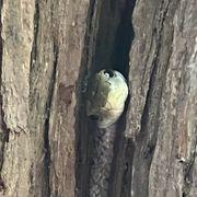 xin*****さんのアイコン