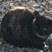 af9*****さんのアイコン