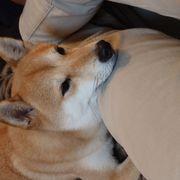 とっしーさんのアイコン