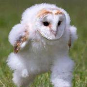 LALIUCEさんのアイコン