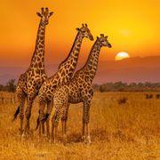 tj20xxさんのアイコン