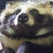 ポンさんのアイコン