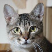 猫を愛する投資家さんのアイコン