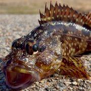 パロプロさんのアイコン