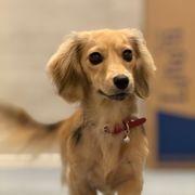 足利家の犬さんのアイコン