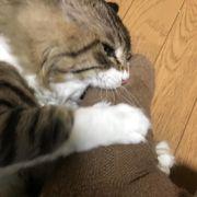佐藤さんのアイコン