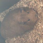 SKTさんのアイコン