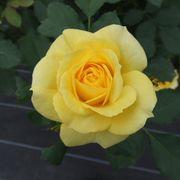 linkaさんのアイコン