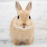 初心者さんのアイコン