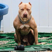 番犬さんのアイコン