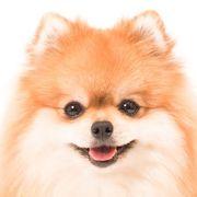 ポメラニアンさんのアイコン