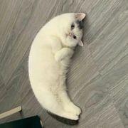 猫バナナさんのアイコン