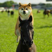 しばいぬさんのアイコン