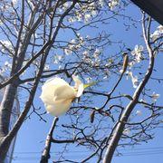人の行く裏に道あり花の山さんのアイコン
