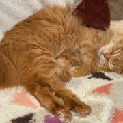 あんこさんのアイコン