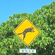 西表株猫さんのアイコン