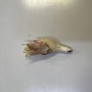 株小僧さんのアイコン