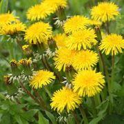 気になる.木さんのアイコン