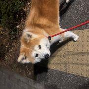 アツギ(株)【3529】：掲示板 - Yahoo!ファイナンス