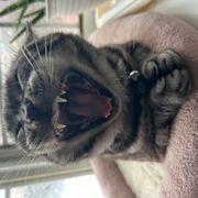 石破似の猫さんのアイコン