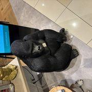 タマタマさんのアイコン