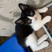 りすのかいさんのアイコン