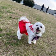 ワンコさんのアイコン