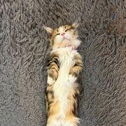 ポポさんのアイコン