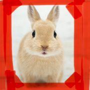 ラビット報道官さんのアイコン