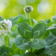 四つ葉のクローバーLv.99さんのアイコン