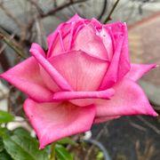 metaboさんのアイコン