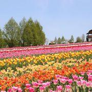 koharuさんのアイコン