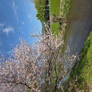 さくらの蕾さんのアイコン