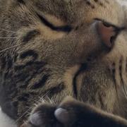 ミッドナイトブルーさんのアイコン