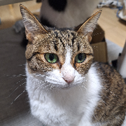 タロ氏さんのアイコン