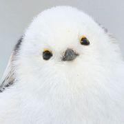 子ども食堂　ブロードコム狂信者さんのアイコン