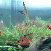 流離の投死家さんのアイコン