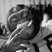 チンパン太郎さんのアイコン