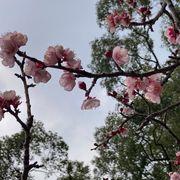 たぬーさんのアイコン