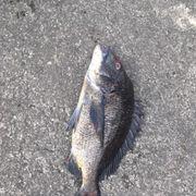 大谷翔平太さんのアイコン