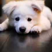 sakuraさんのアイコン