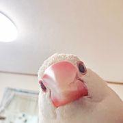 ぴぃちゃんさんのアイコン