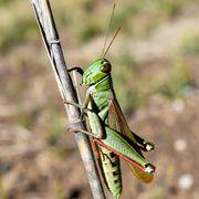 イナゴの塩漬け-味噌イチゴ味さんのアイコン