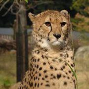 ちんちんマンさんのアイコン