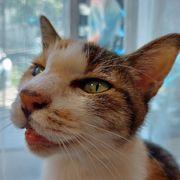 tokyoboyさんのアイコン