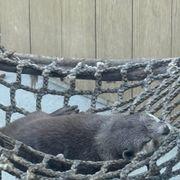 眠れるカワウソさんのアイコン